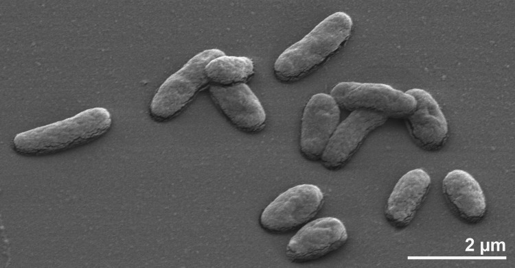   Thermodesulfobacteria